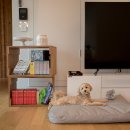 폴레폴레 이미지