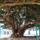 남해-299 이미지