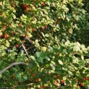 보리수한의원 이미지