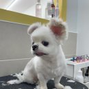 탐나개 이미지