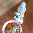 페피 밀(PEPPY MEAL) 이미지