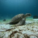 하루에 | 보홀 투어 종류 2가지 하루에 즐긴 후기