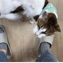 광주 동물보호소 묘사 고양이들 🐈🐈‍⬛