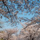 꽃보라동산 이미지