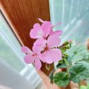 스텔라 노래연습장 이미지