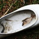 깜장고무신 이미지