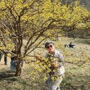 이천백사"산수유꽃축제" 이미지