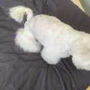 라라도그 이미지