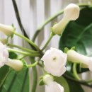 자라다plant 이미지