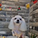 오도독뽀도독 이미지