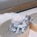 온 그루밍 이미지