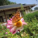 시골마당 이미지