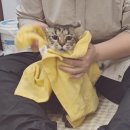 제주냐옹실 고양이미용 이미지