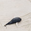 고래클린환경 Daum카페