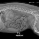 대구24시라이프동물의료센터 이미지