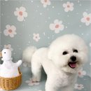 리틀베어 이미지