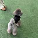 부앙부앙 제주 폭식하러 가볼까앙👊🏻😊👊🏻