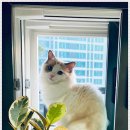 강남고양이분양 스타돌스 이미지