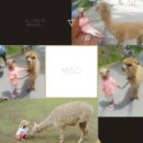 가락재민박 | 홍천 알파카월드 할인정보 팁 / 가실분들 꼭 보세요