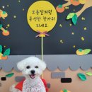 꽃피는견생 인천애견유치원 이미지