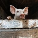 해피데이 이미지