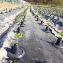 경북농업기술원 영양고추시험장 이미지