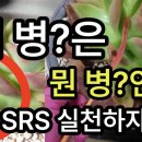 이맘때 맘조리게 하는 다육이 이상 증세를 알아보자~ 무름병???응애???-- 엔힙17칼슘 연속 2차 살포 - 이미지