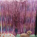 콩이 애견샵 이미지