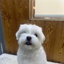 도도 그루밍 이미지