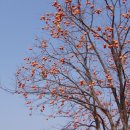 연정상사
