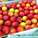 곤이 농장 이미지