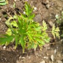 하묘농장 이미지