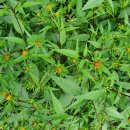 도깨비풀 이미지