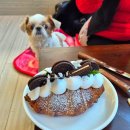 대형애견 | 김포 대형 애견카페 추천 실내 오월당 솔직 후기