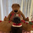 베베 애견유치원 이미지