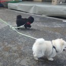 멍그니엘 애견호텔 서울강동점 이미지