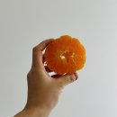 리틀제주 | 과즙 가득한 제주 감귤 레드향 제주리틀농부네 레드향 솔직후기