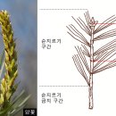잣나무유원지