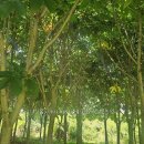 마로니에 이미지