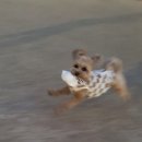모꼬지댕카페