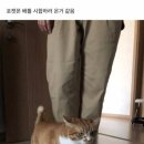 크림파인 이미지