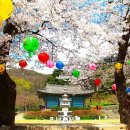 1293 | "사찰인데 이렇게 예뻐?" 매화 활짝 핀 천년 고찰