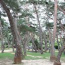 목계숲 2 이미지