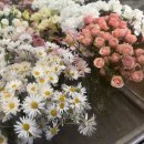 오브포레