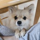 나우리 | [강아지 일상] 태안 신상 애견펜션 방문 후기_나우리펜션 102동