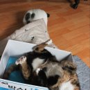 구구제제 이미지
