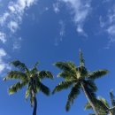 9시9분안경마켓 | 하와이 태교여행 2일차 일기 / 카카아코 파머스마켓, 더모던호놀룰루 수영장, 야드하우스 해피아워...