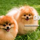 디어 마이 펫 이미지