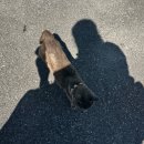 부뚜막고양이 | 애견동반이 가능한 가평펜션 임초리부뚜막풀빌라 이용 후기
