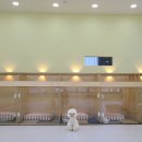 모글리몽 이미지